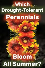 What is the price range for perennials? Which Drought Tolerant Perennials Bloom All Summer