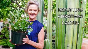 In this article let us try to unlock the ways to repot this very special plant. Houseplant Repotting Christmas Cactus Joyusgarden Youtube