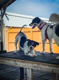 Deb had first opened, her dream was to take care of every animal. Boarding Rates Little Paws Pet Resort Inc
