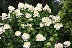 Some respondents may not have harvested stems because they were too short. Hydrangea Paniculata Limelight Online Verkauf Vallonchene