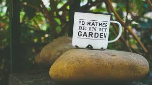 One plant is enough for a mini garden. Mini Zen Gardens And Where To Buy Them Joburg Co Za