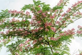 They blooms are pink while the leaves are a reddish to purple color most of the arnold pink mountain silverbell tree is covered in beautiful, pink flowers in the spring and is an excellent choice for moderate sized properties. Cassia Javanica Flower On Tree Pink Flower With Green Leaves On Tree National Tree Of Thailand Stock Photo Picture And Royalty Free Image Image 58510358