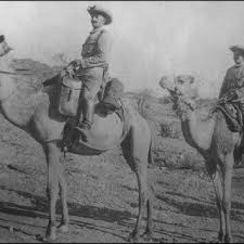 It has nostrils that can open and close. Pdf The One Humped Camel In Southern Africa Imports To And Use In South West Africa Namibia