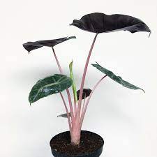 Pin On House Plants