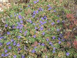 Image result for Aptosimum procumbens