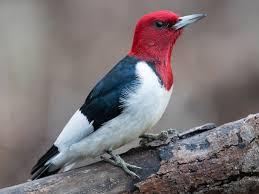 Because of their bold patterning. Photos Red Headed Woodpecker Melanerpes Erythrocephalus Birds Of The World