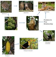 Types Of Food Chains, Food Webs, And Populations - Southeast Asian  Rainforests