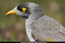 9 deadliest birds on the planet. Mark David The Difference Between Noisy Miners And Indian Mynas