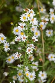 A wide variety of tall outdoor plants options are available to you, such as floor, desktop, and wall. 17 Tall Growing Perennials That Will Add Depth And Beauty To Your Garden