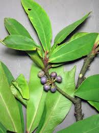 Image result for Rapanea