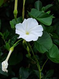 Image result for Ipomoea vernalis