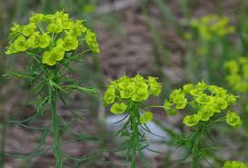 Image result for Euphorbia namuliensis