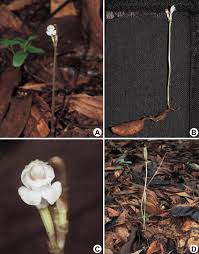 Image result for Didymoplexis