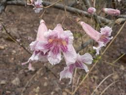 Image result for Stereospermum kunthianum