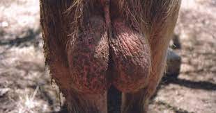 This is why it's essential to choose a hair trimmer designed specifically made for shaving your balls. Warning Read This Before Removing Hair From Your Balls Sick Chirpse