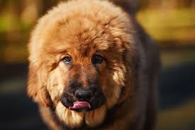 Drokpa tibetan mastiff kennel, civitavecchia. Tibetan Mastiff Price Lifetime Costs Important Tips