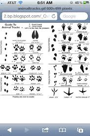 Animal Footprint Guide Animal Tracks In Snow Animal Tracks Animal Footprints