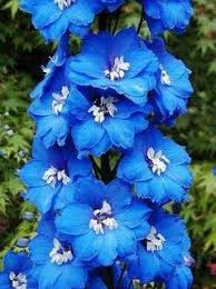 Birth Month Flower Grow Kit July Wedding Blogs Follow Weddingbee Bloggers Larkspur Flower Birth Flowers Birth Month Flowers