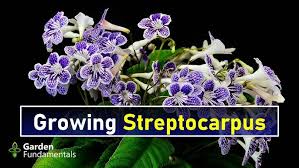 Image result for Streptocarpus myoporoides