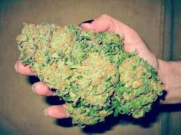We Are Trusted Growers With Best Quality Strains We Got High Grades Flower Oil Edibles Blue Berry Lemon Kush Girl Legal Marijuana Online Seller Pinte