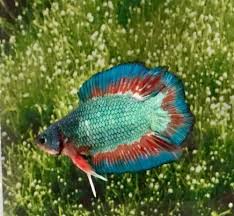 21 Thai Impor Fancy Multicolor Green Dragon Male Doubletail Plakat Betta Fish