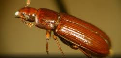 Esid@nhm.ac.uk life sciences & mineralogy enquiries: A Z