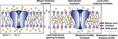Effect Of Ethanol Concentration Over Bilayer Structure: The Snapshot Of...  | Download Scientific Diagram
