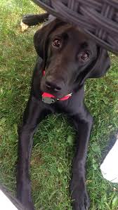 Black And White Hound Mix Puppy Black Lab Hound Mix Puppy Dogs Lab Dogs Doggy Cute Puppies