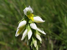 Image result for Schizochilus sulphureus