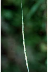 Image result for Rhytachne