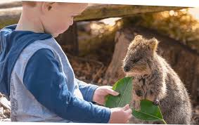 Check spelling or type a new query. Variety Children S Zoo Is Now Open At Adelaide Zoo