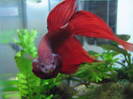 Image Result For Betta Flare Betta Fish Betta Fish