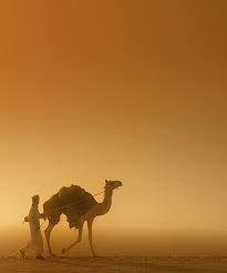Desert Nomads Deserts Of The World Desert Life Camels