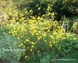 Image result for Bidens kirkii