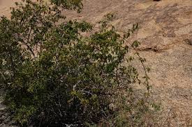 Image result for Strophanthus amboensis