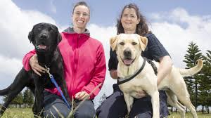 Afghanistan deployment june 2011 to dec 2011. Airport Dogs To Sniff Out Covid 19 Chinchilla News