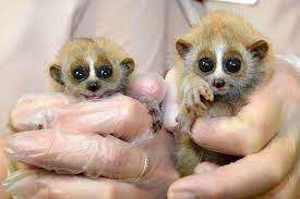Brookfield Zoo You Met Our Pygmy Slow Loris Babies Over Facebook