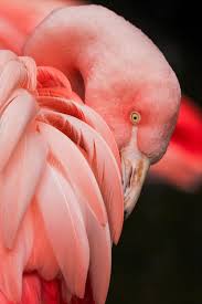 We did not find results for: Flamingo Wallpapers Free Hd Download 500 Hq Unsplash