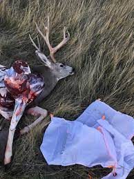 Check spelling or type a new query. Argali Lightweight Game Bags Argalioutdoors Com