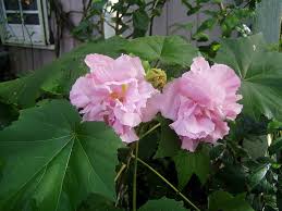 Image result for Hibiscus mutatus