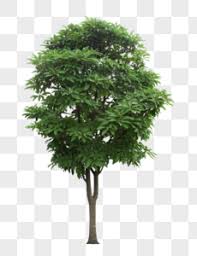 Tree plan png images 1,772 results. Tree Png Images With Transparent Background Free Download On Lovepik