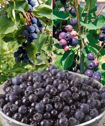 Image result for indiánská borůvka obrázek