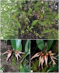 Image result for Bulbophyllum sp. nov
