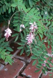 Image result for Indigofera kirkii