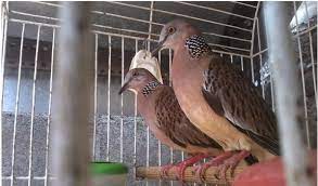Antara burung derkuku/tekukur jantan dan betina memiliki penampilan fisik dan warna bulu yang tampak serupa sehingga agak susah untuk membedakan jenis kelaminnya. Cara Sukses Ternak Burung Derkuku Info Guyub Rukun Derkuku Puter Pelung