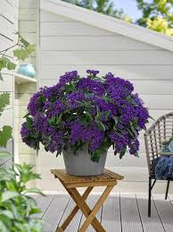 Image result for Heliotropium giessii