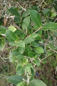 Image result for Chionanthus foveolatus