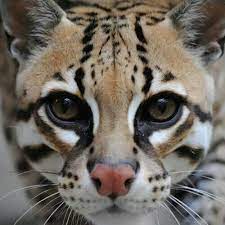 pin on all creatures great and small