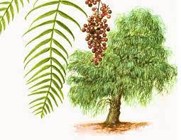 1967 Pepper Tree Print Vintage Botanical Illustration Wall Art Etsy Botanical Illustration Vintage Pepper Tree Vintage Botanical