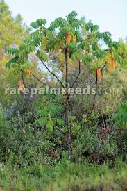 Image result for Hagenia abyssinica